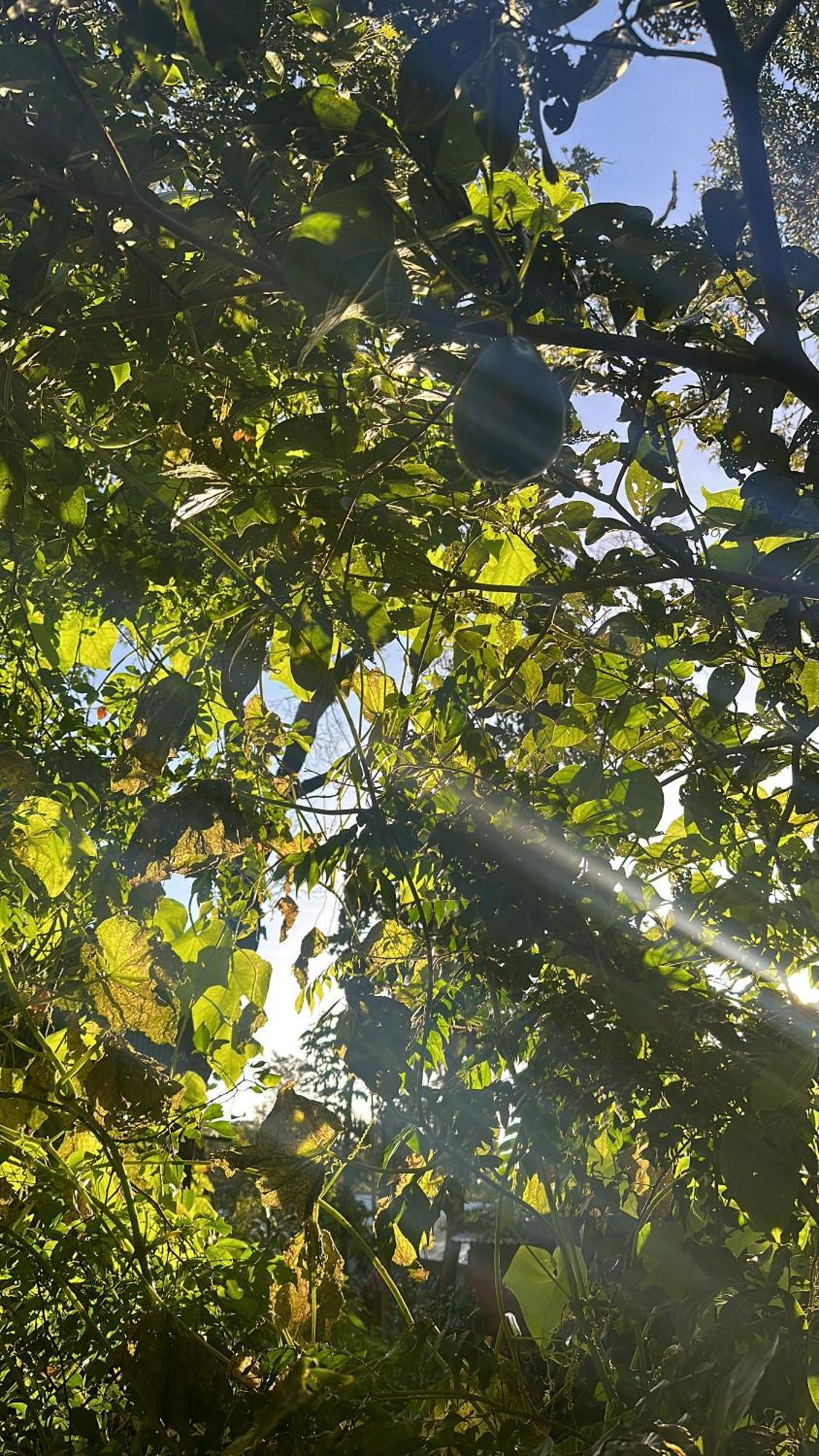 Cabanas Roca Verde Monteverde Εξωτερικό φωτογραφία